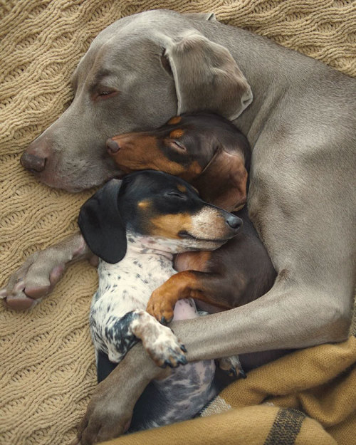 awesome-picz - Two Dogs Get A New Puppy And Now They’re The...
