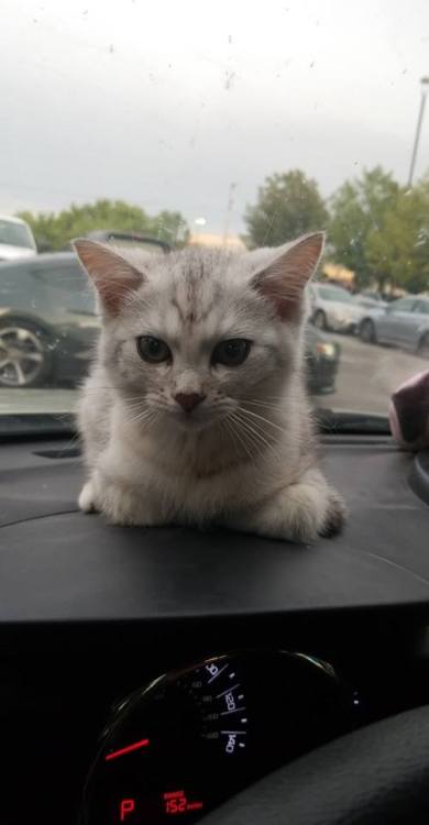 whywoof - so I got a new cat and hes always got this angry face...