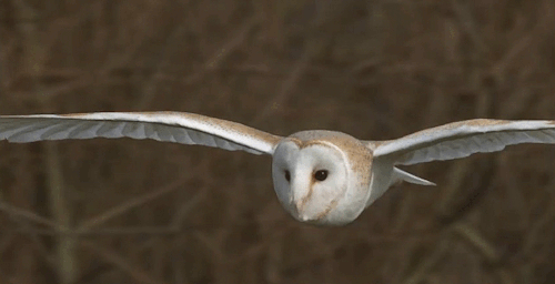 Image result for barn owl gif animated