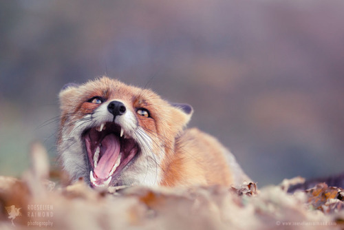 everythingfox - derp fox