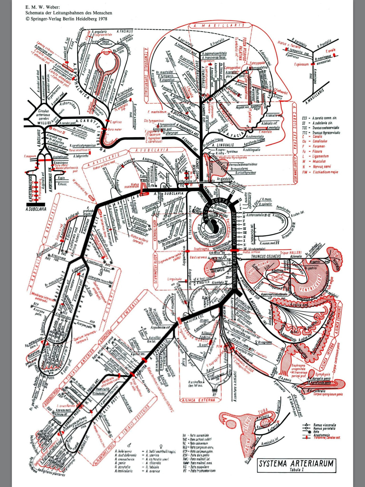 Systems of the Human Body in Schematic/Transit Map ...