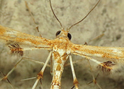 coolbugs - Bug of the DayExtreme close-up of a plume moth....