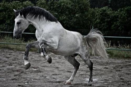 scarlettjane22 - Irina Zernina‎SPANISH HORSES IN...