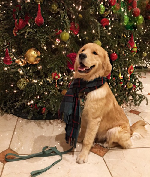 the-bowtie-gentleman - A Puppy Christmas 