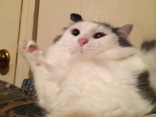 unflatteringcatselfies - This is meathead. he’s disgusting and...