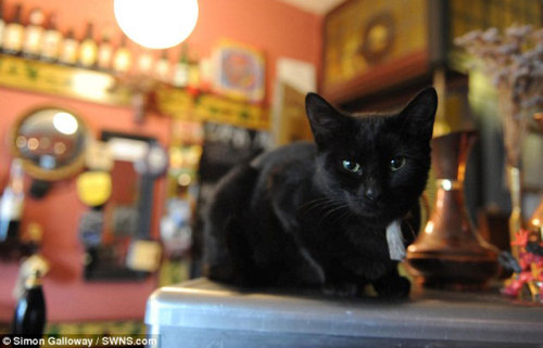 meowoofau - cat cafe pubCat cafes are the norm now so if you...