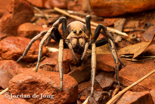bogleech - spiders-spiders-spiders - Desert Wolf Spider, Hoggicosa...