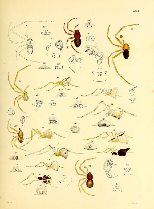 wapiti3 - Brazilian spiders.By Keyserling, Eugen, Graf von,...
