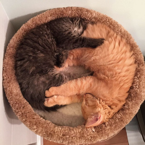 boredpanda - Inseparable Cats Insist On Sleeping Together Even...