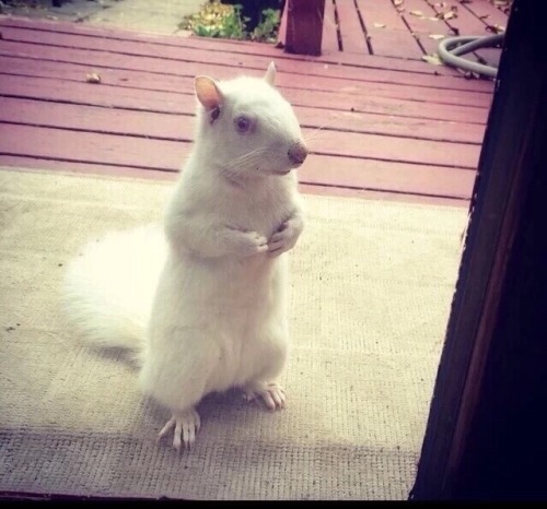 lolfactory:This albino squirrel comes to the window just to...