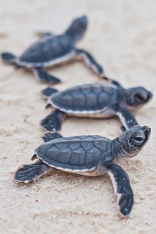 souhailbog - Baby Sea Turtles By Photography MAG