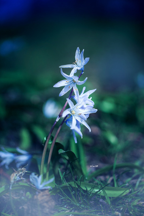 lainphotography - spring