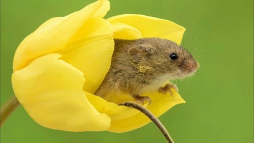 may-daye - gothic-slug - newromaantics - calliopinot - newromaantics - sometimes harvest mice...