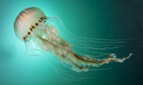 irisharchaeology:The Irish name for a Jellyfish is ‘Smugairle...