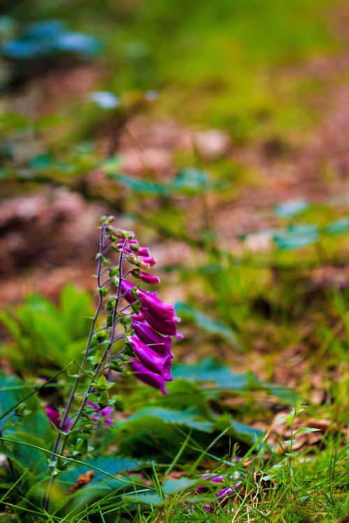 nature-hiking - Common Foxgloves - Haute Route Pyreneenne, July...
