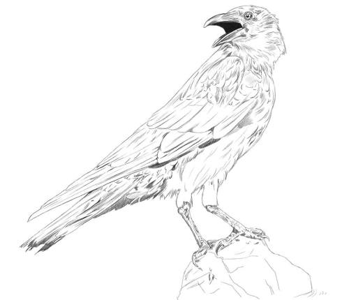 44art - NIGHTS CROW Digital drawing, private request.