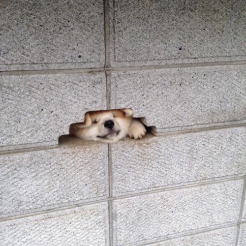 so-doggone-funny:puppy shaped hole