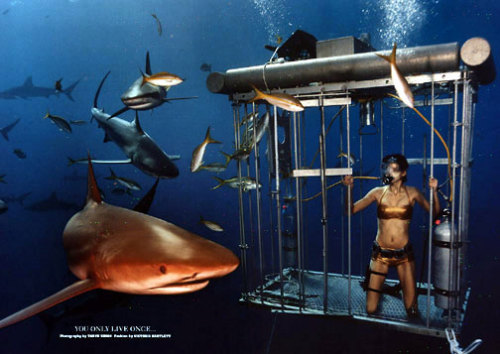 tigerrrsharrrk:Brave Girl Opens The Cage In Shark Infested...