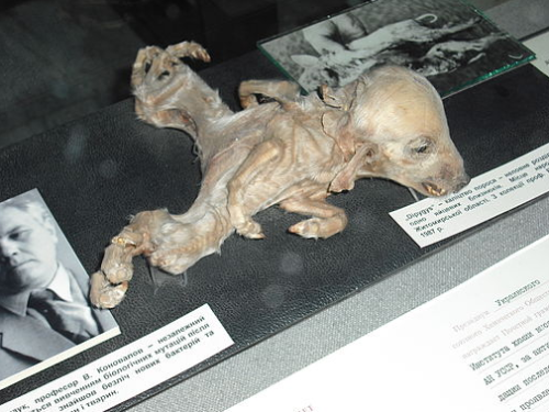 bombad-gungan:sixpenceee:Photo of deformed piglet in the...