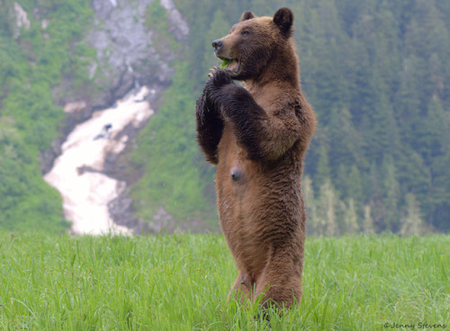 fridaybear:What’s Tumblr’s guidelines regarding grizzly...