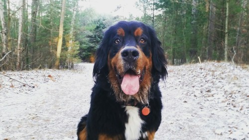 handsomedogs - Jethro my handsome one year old Bernese Mountain...