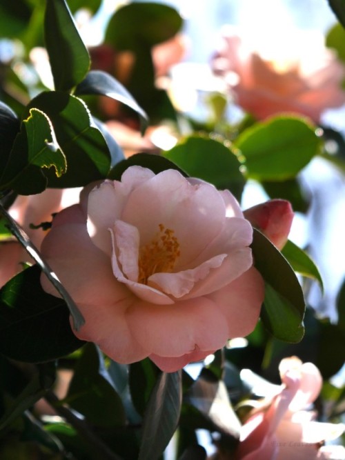 uyamt - 椿（つばき）　「春曙光（しゅんしょっこう）」Camellia japonica cv....