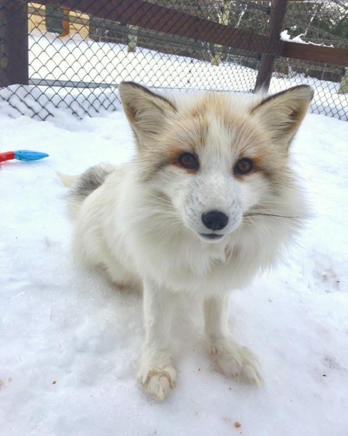 everythingfox - Marble fox in snow ❄Khala the Fox