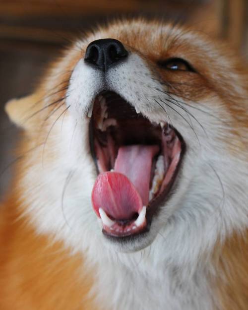 everythingfox - jsharnik - everythingfox - *Fox roar*Vincent...