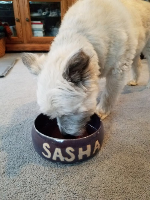 collegiatecanine - Lightning Fast Pet Bowl Giveaway!Bowl for the late Yoshi of @yoshitheyorkie...