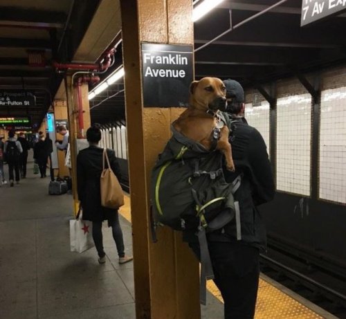 babyanimalgifs - the New York City Subway banned dogs unless...