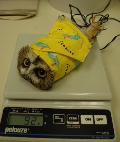 catsbeaversandducks - Owls Are Flying Cats