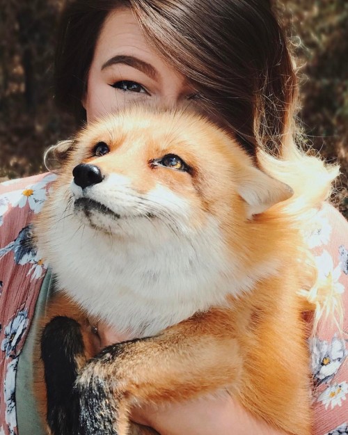 everythingfox - Juniper the Fox