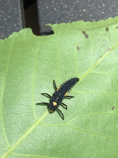 What is this bug? Black, six legs, long flexible spiky abdomen,...