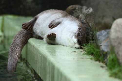 otters-against-ddlg:otters-against-ddlg:Who wants to see a FAT otter. A real ROUND boy. A HUGE...