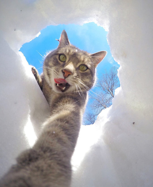 awesome-picz - This Selfie Taking Cat Takes Better Selfies...