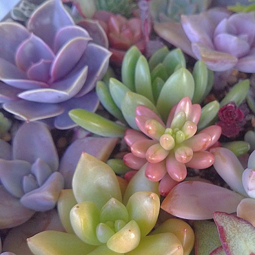 amor-por-los-cactus - Lindos colores de succulents soo cute