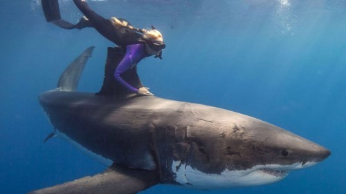 ladyxxlove:just-your-local-weirdo:Sharks are nice!Since...