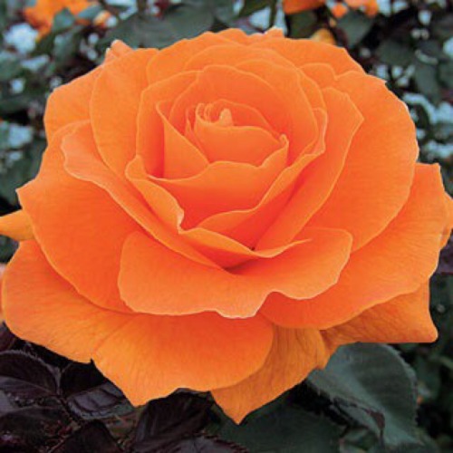 yellowrose543 - Perfect orange rose