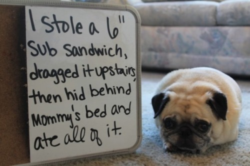 death-by-lulz - im not even a pug and im probably guilty of the...