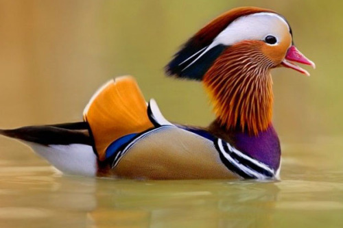 topofreddit - Mandarin ducks are beautiful by j_curic_5 via...