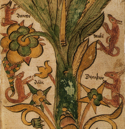 The four stags, Dain, Dvalin, Duneyr and Durathror.