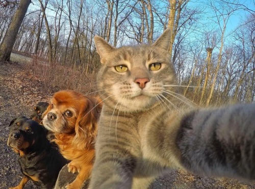 nudityandnerdery - aww-so-pretty - This cat have better selfies...