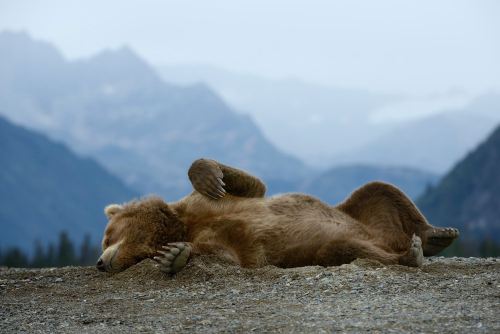 leeeopanda - nubbsgalore - napping bear. or, melodramatic thespian...