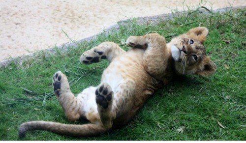 catmeme - catmeme - catmeme - i really really love when animals lay on their back and their paws do...