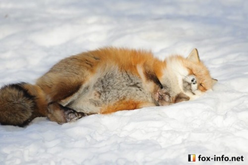 everythingfox - Omg look how comfy and fat it is 