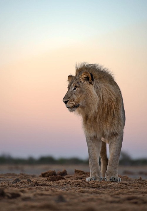 beautiful-wildlife - Dawn Alert by Morkel Erasmus