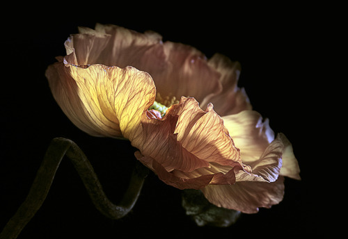 littlelimpstiff14u2:Some Floral Photography from the Surrealist...