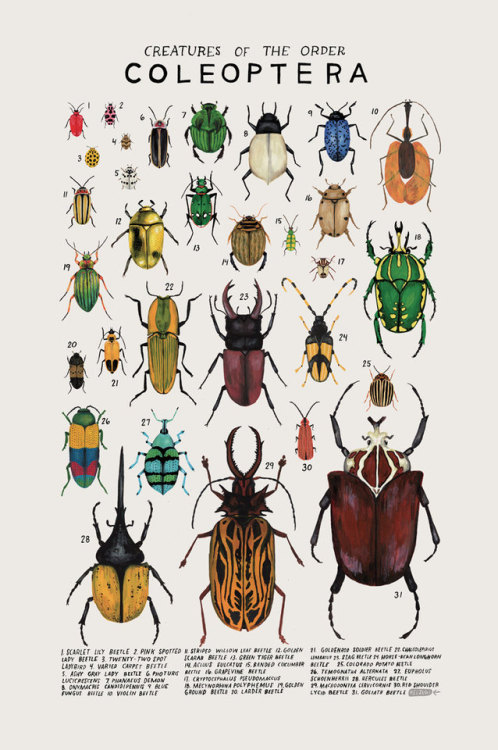 sosuperawesome - Animal Species Illustration Posters by Kelsey...