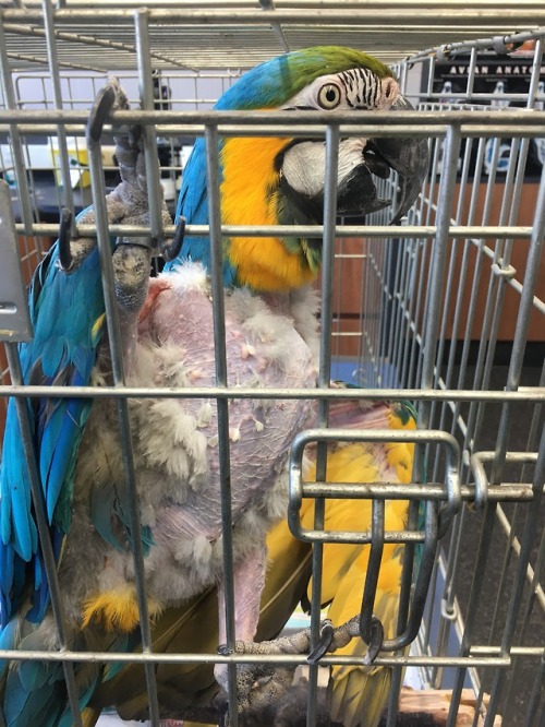 Use of suprelorin in birdsThis beautiful macaw (Ara ararauna)...