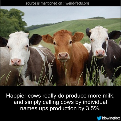 mindblowingfactz - Happier cows really do produce more milk,...